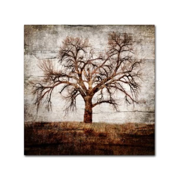 LightBoxJournal 'Cottonwood Tree Part 01' Canvas Art, 35x35, Trademark Fine Art, Mfr#: ALI10421-C3535GG